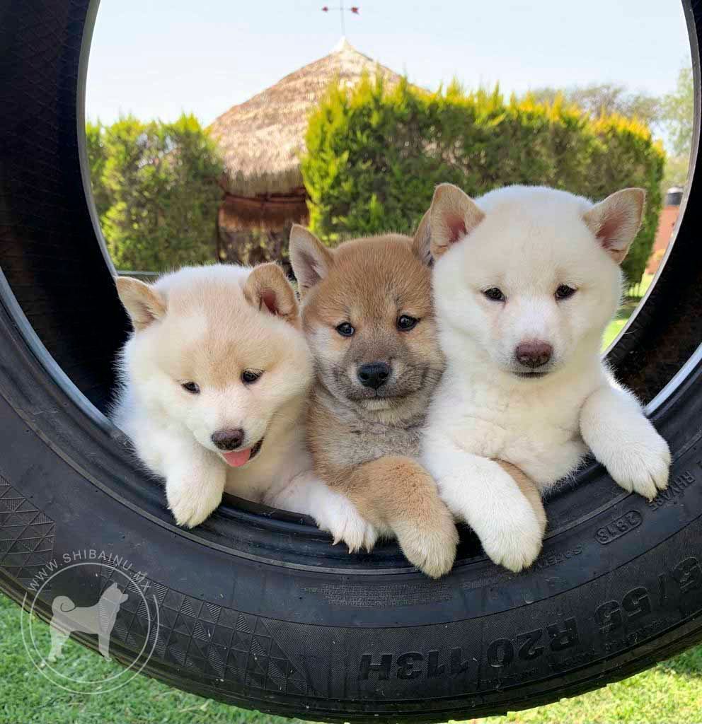 cachorro shiba inu en venta