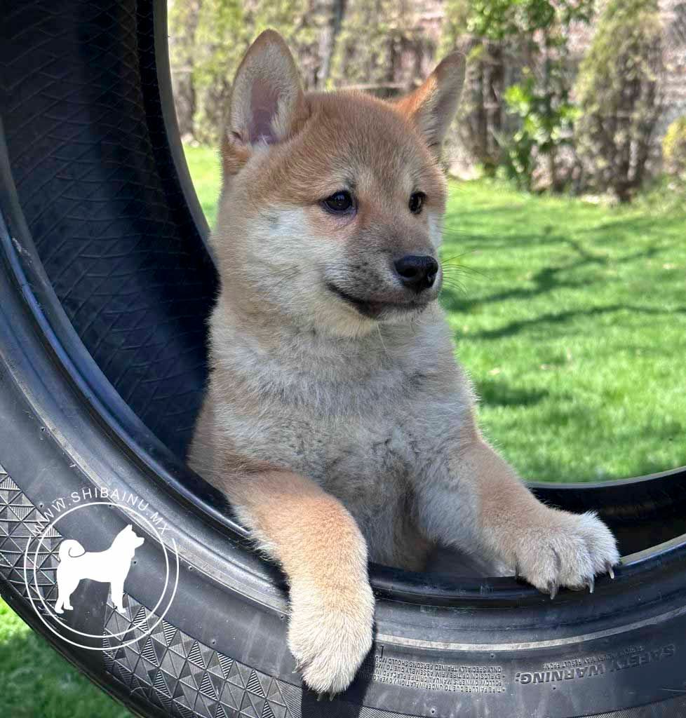 cachorro shiba inu en venta