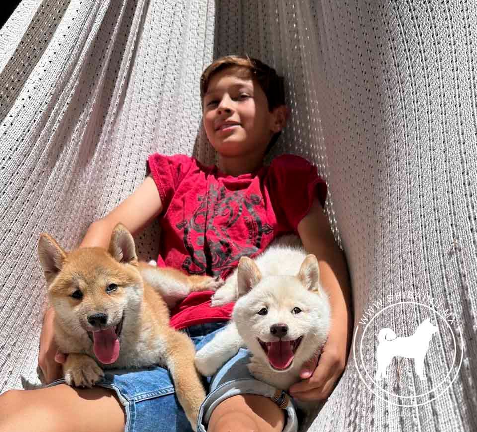 cachorro shiba inu en venta