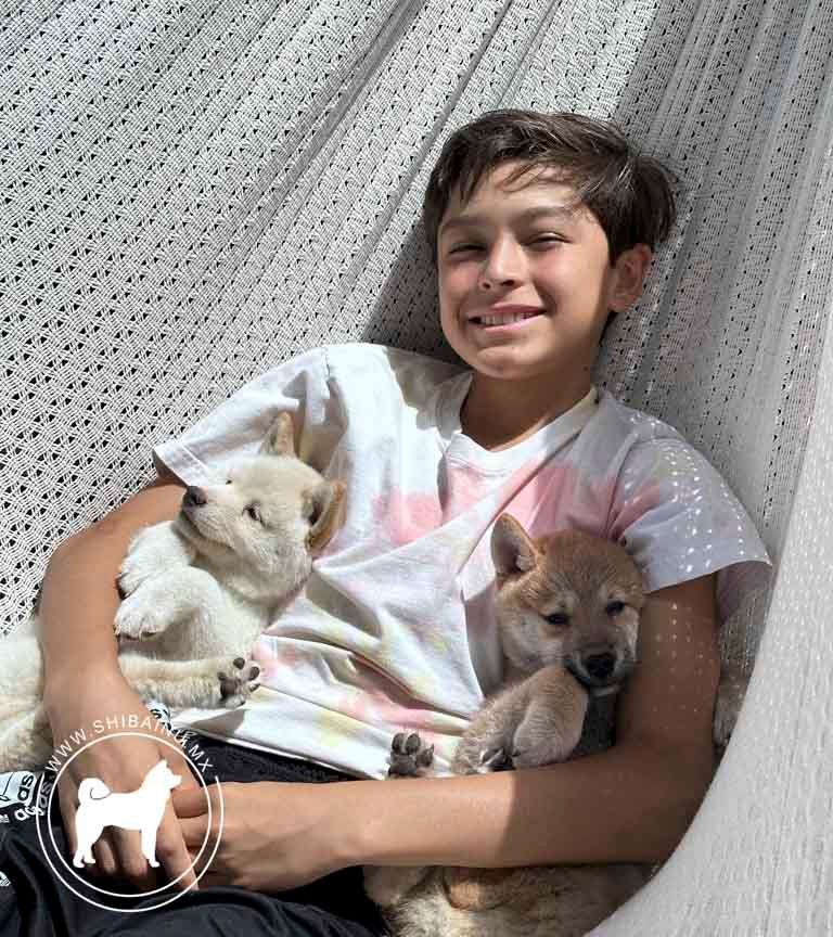 cachorro shiba inu en venta