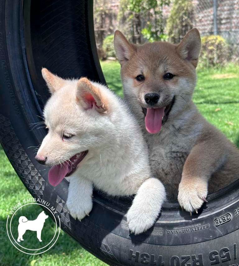 cachorro shiba inu en venta