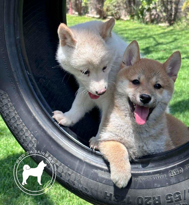 cachorro shiba inu en venta
