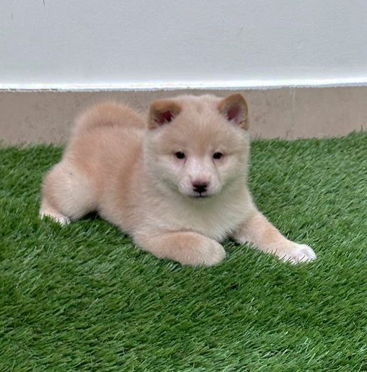 cachorro shiba inu en venta