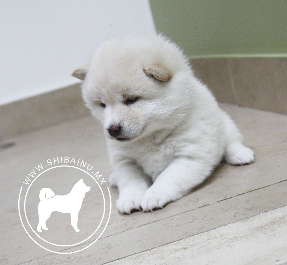cachorros shiba inu en venta