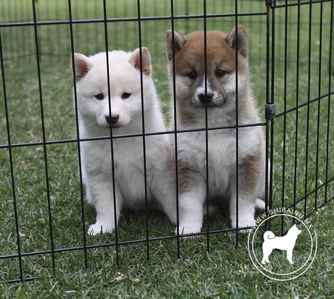 cachorros shiba inu en venta
