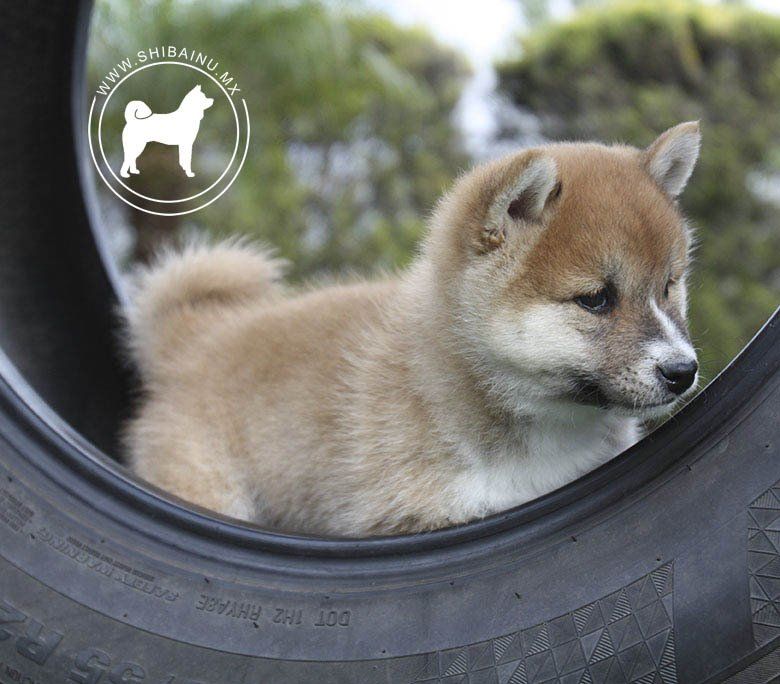 cachorros shiba inu en venta