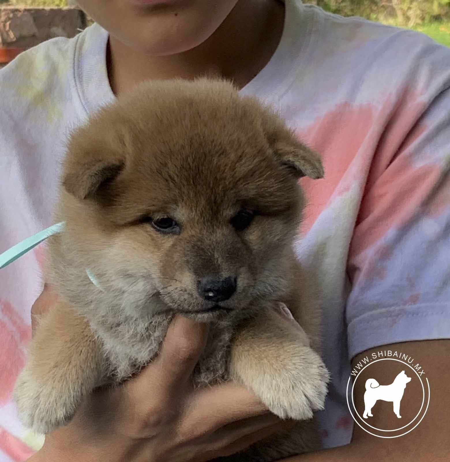 cachorros shiba inu en venta
