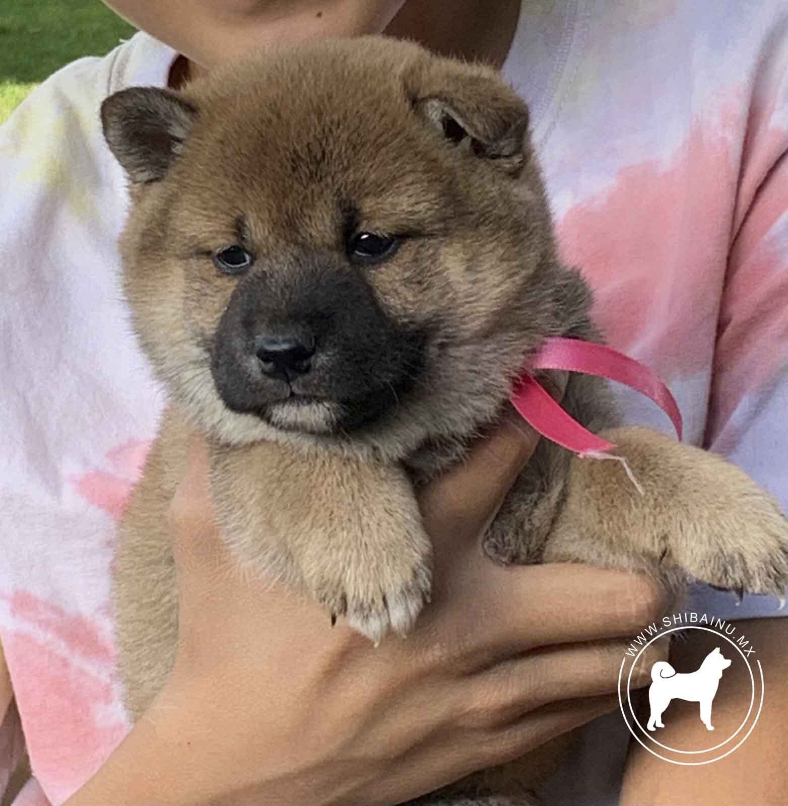 cachorros shiba inu en venta