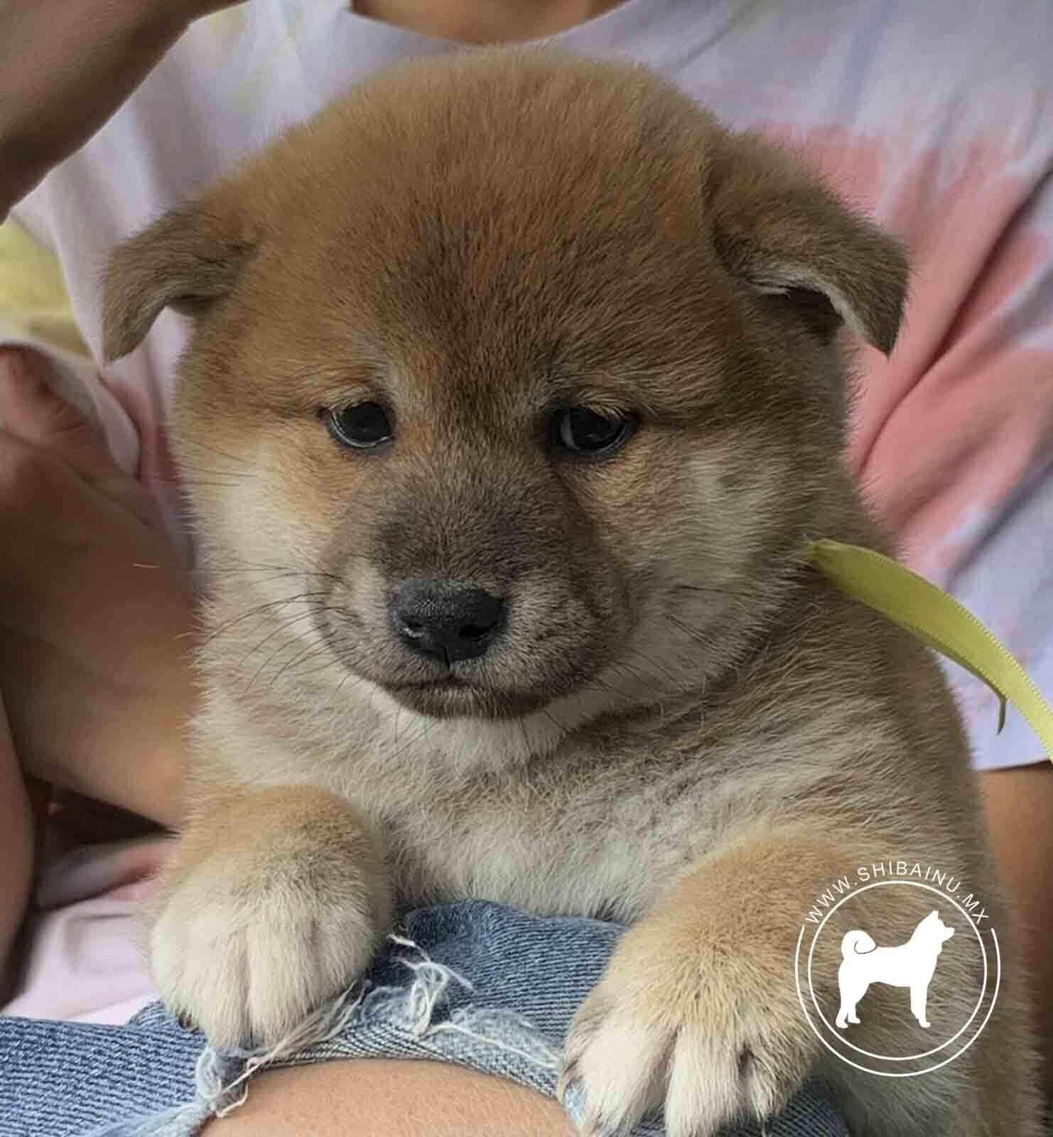 cachorros shiba inu en venta