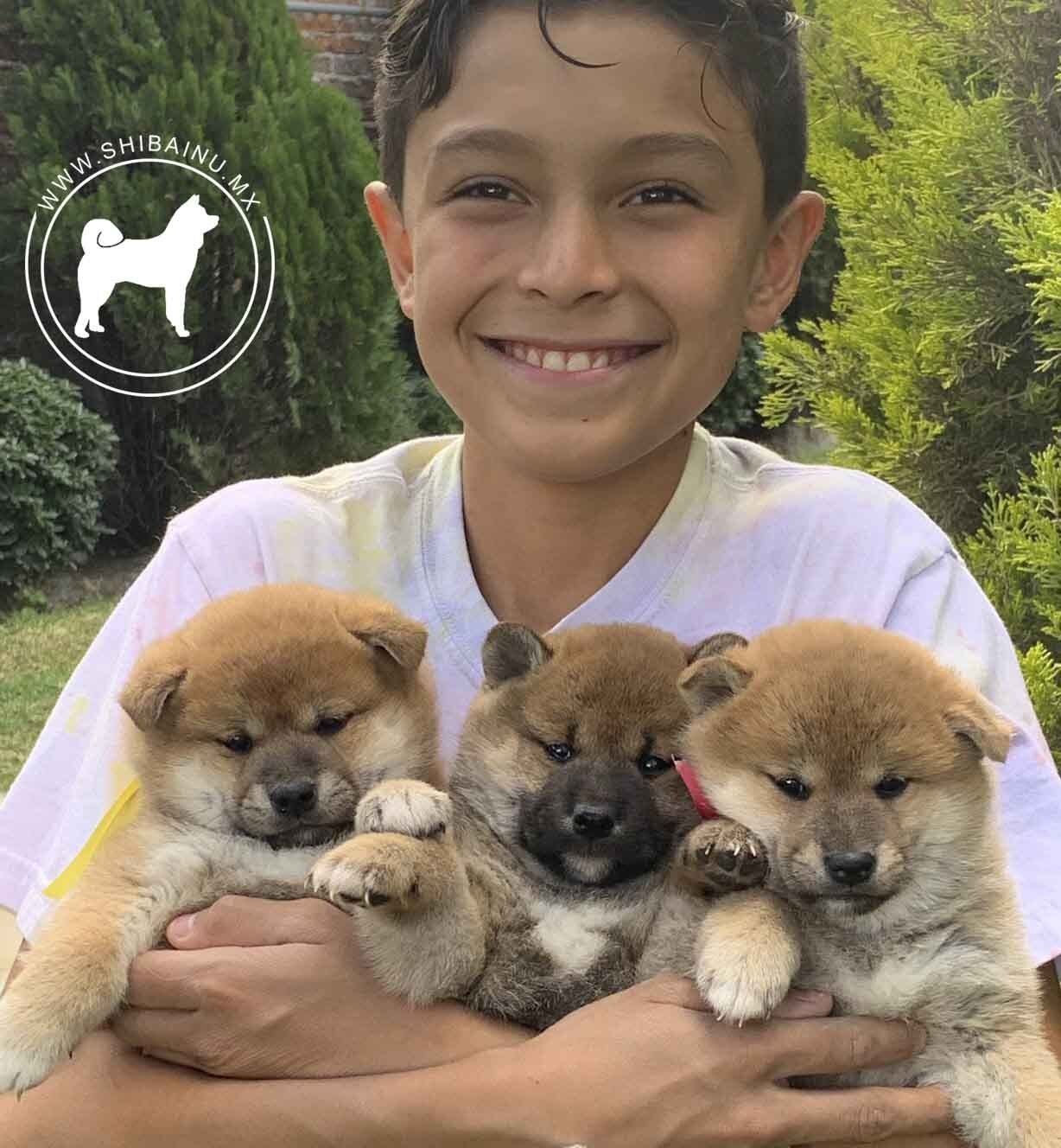 cachorro shiba inu en venta