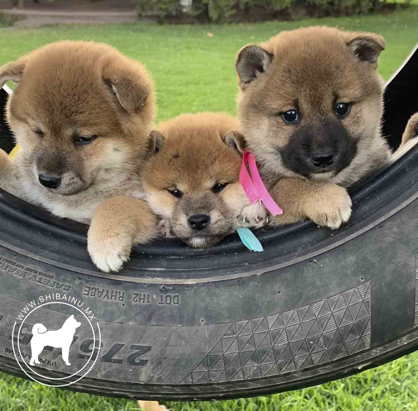 Cachorros Shiba Inu En Venta | Shibainu.mx Mexico