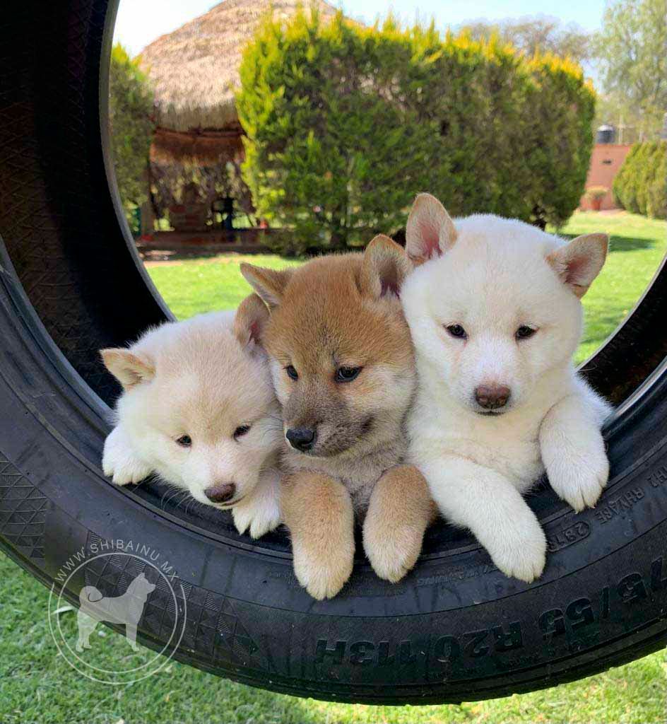 criadero de shiba inu en Austin