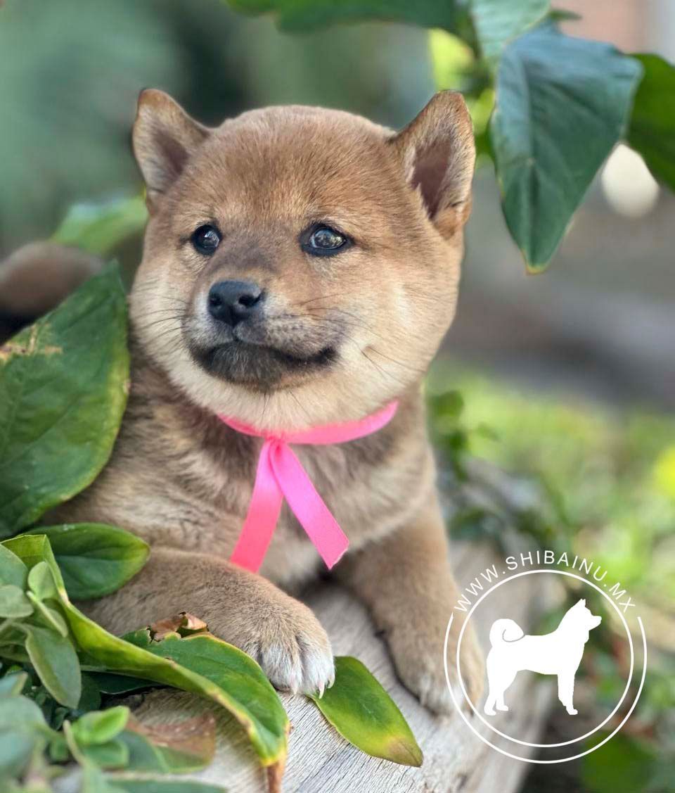 cachorro shiba inu en venta