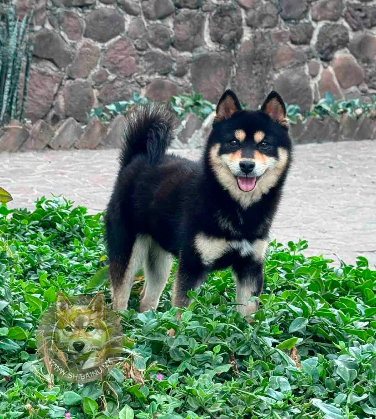 black and tan shiba inu