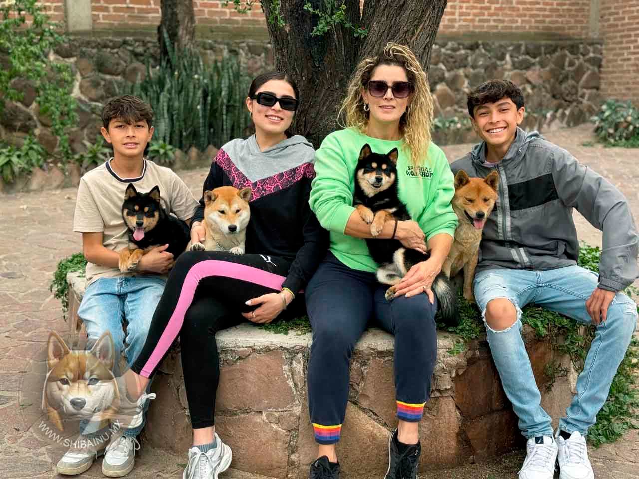 black and tan shiba inu