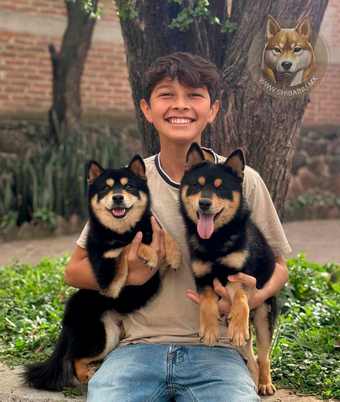 black and tan shiba inu