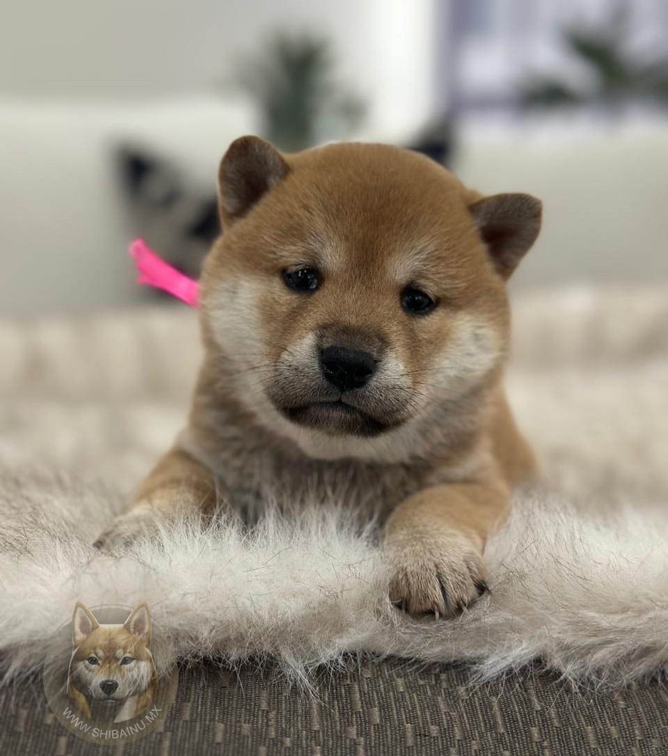 cachorro shiba inu