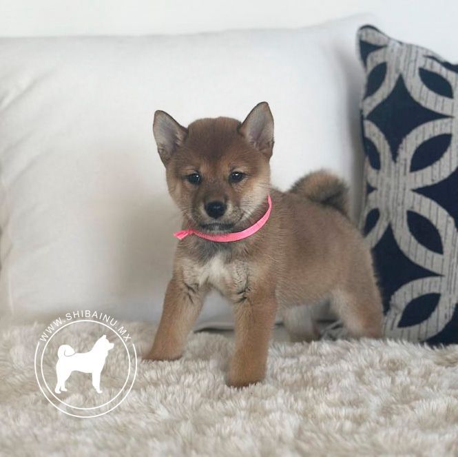 cachorro shiba inu en venta