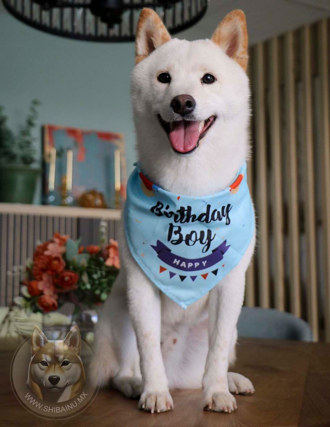 shiba inu blanco 
