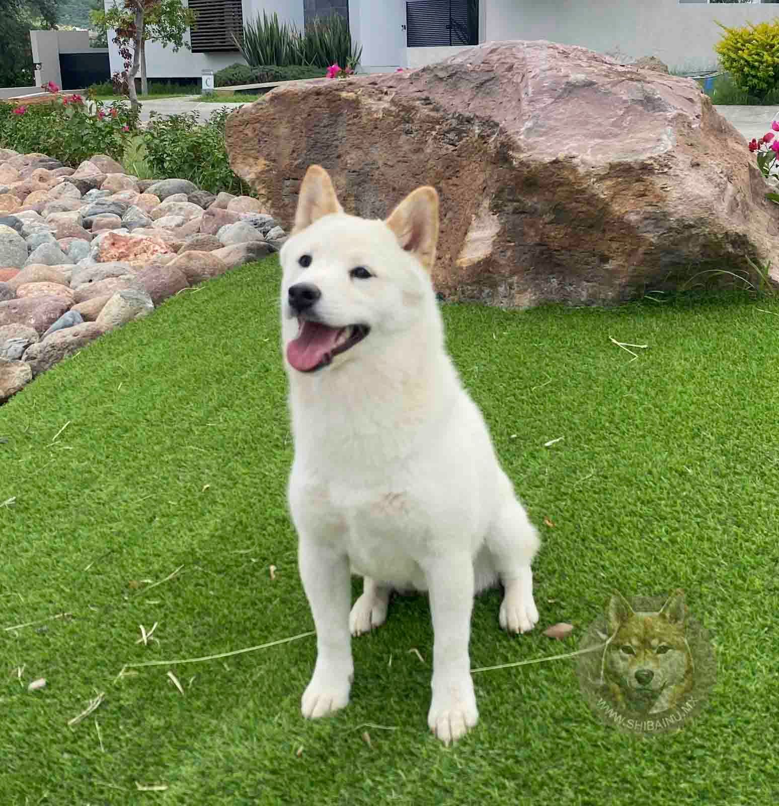 shiba inu blanco 