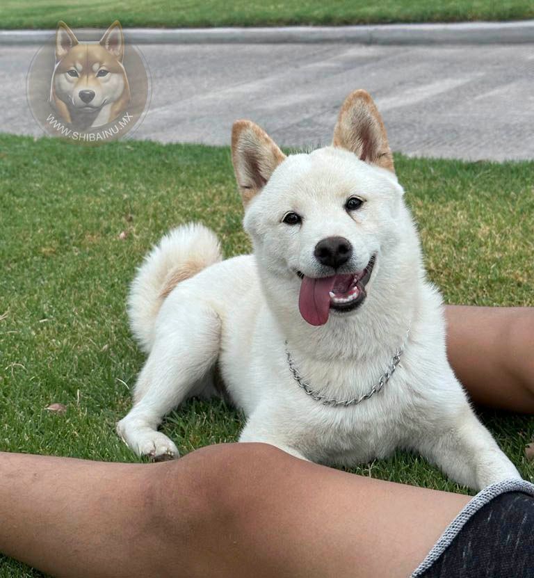 shiba inu blanco 