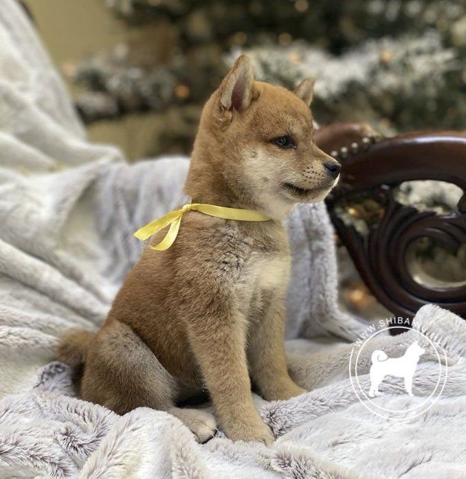 cachorro shiba inu en venta
