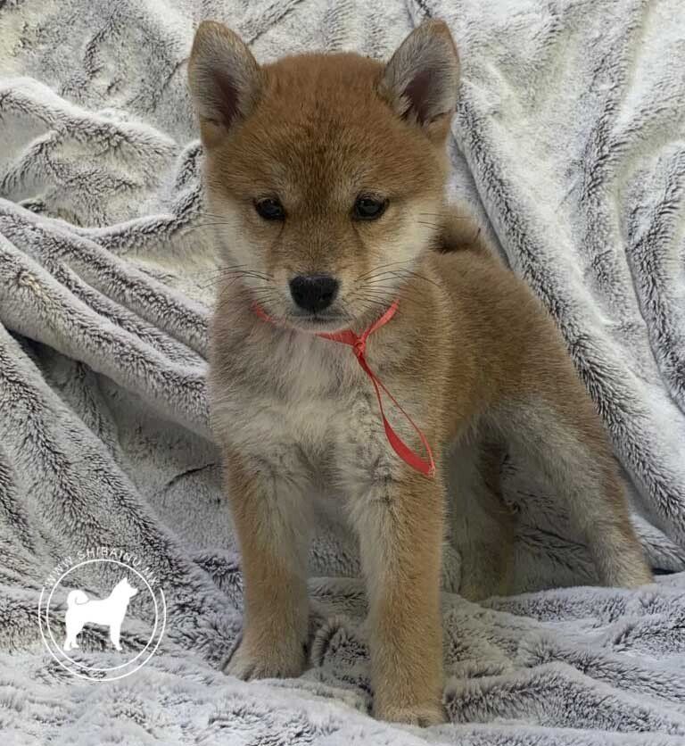 cachorros shiba inu en venta