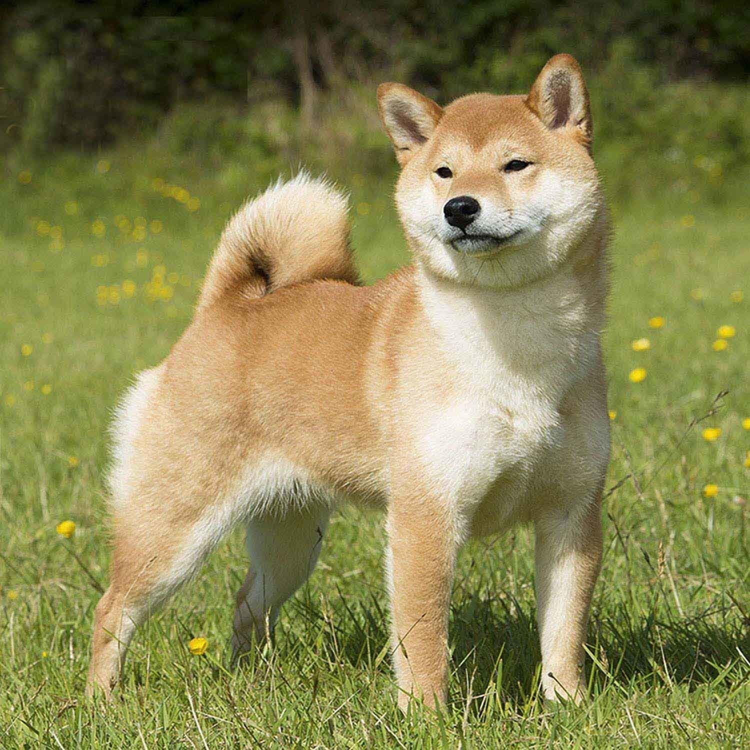 shiba inu en Chihuauhua