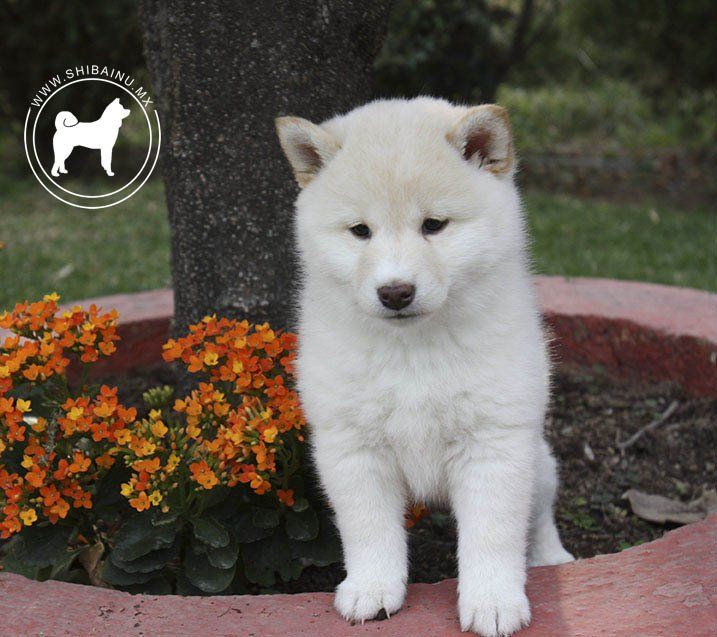 shiba inu guadalajara