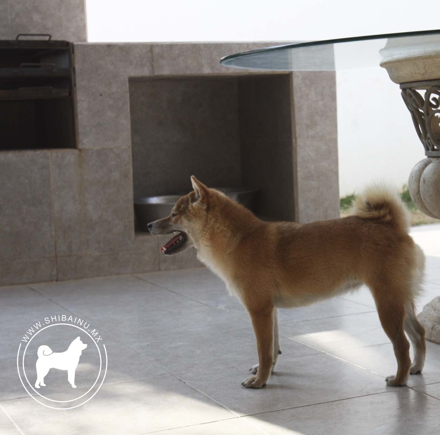 shiba inu en mexico
