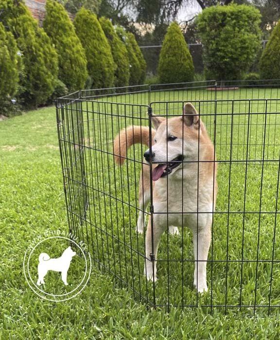 shiba inu en mexico
