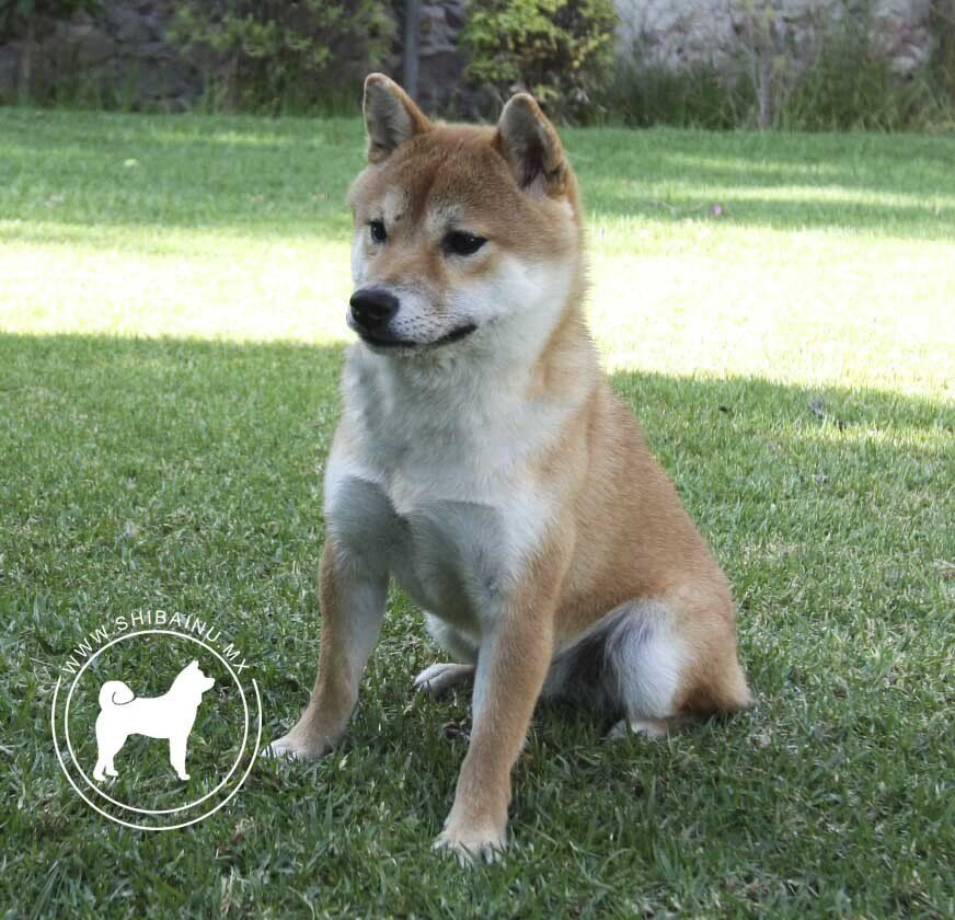 shiba inu en mexico