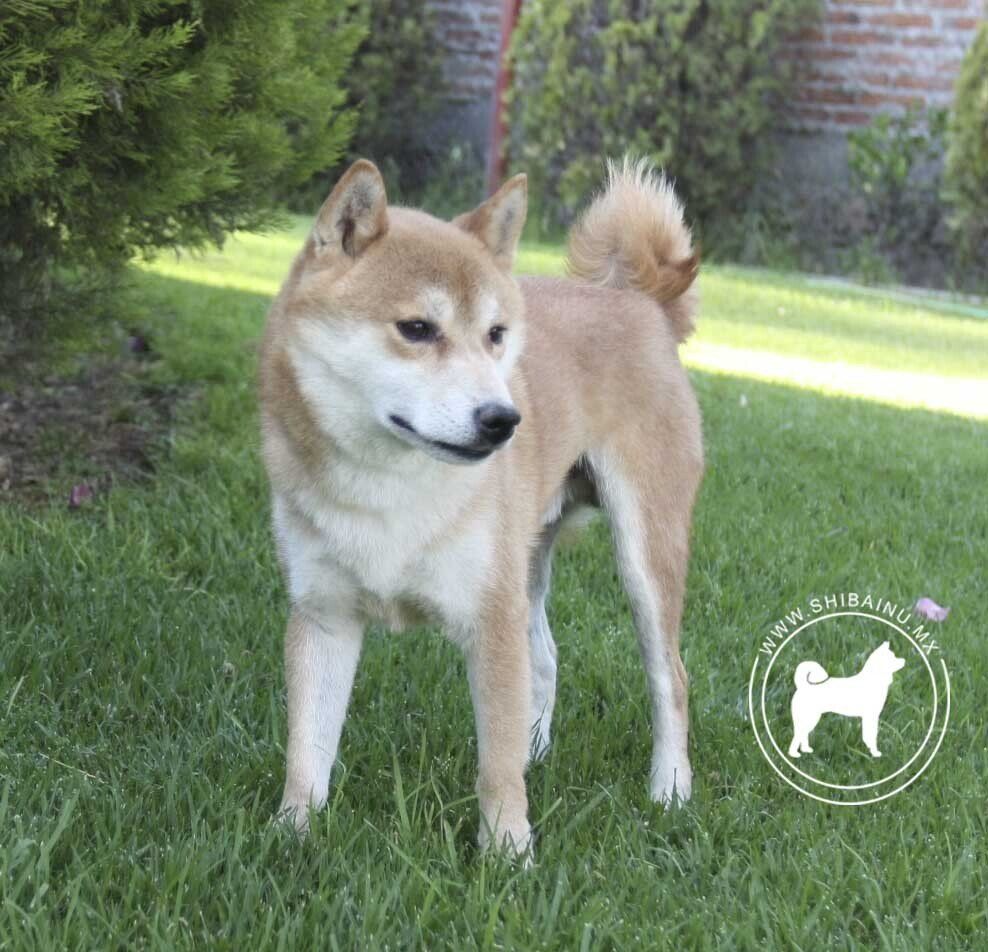 shiba inu en mexico