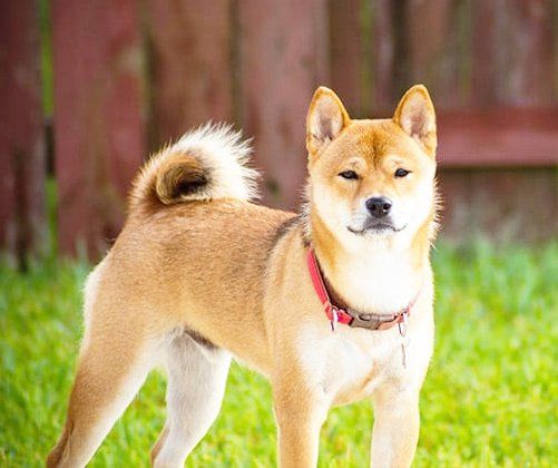 shiba inu en Merida
