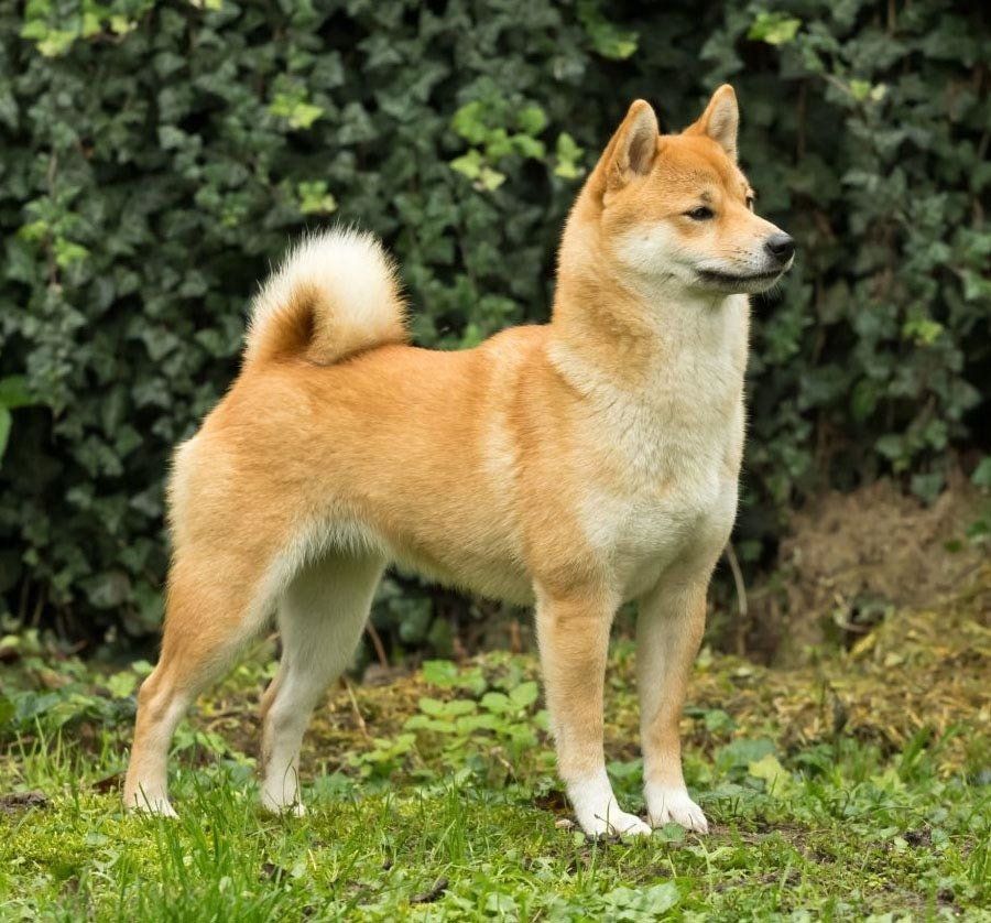 shiba inu en Torreon
