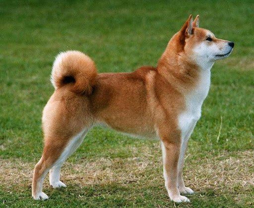 shiba inu en Tepic