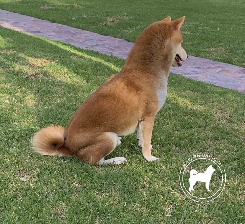 shiba inu en venta