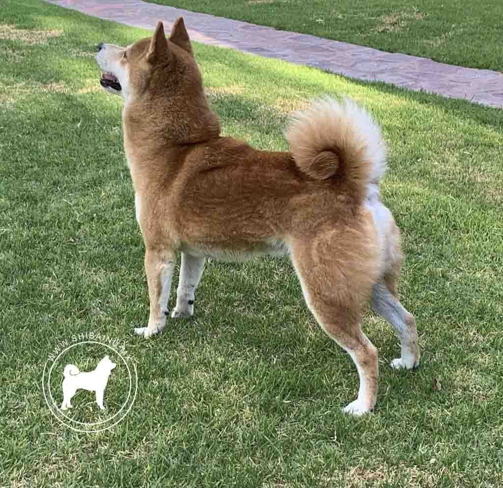 shiba inu en venta