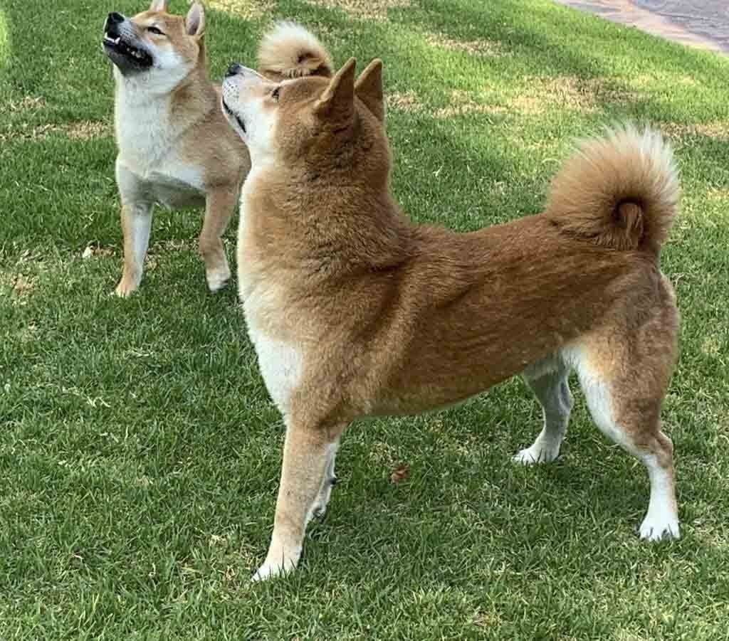 shiba inu en venta