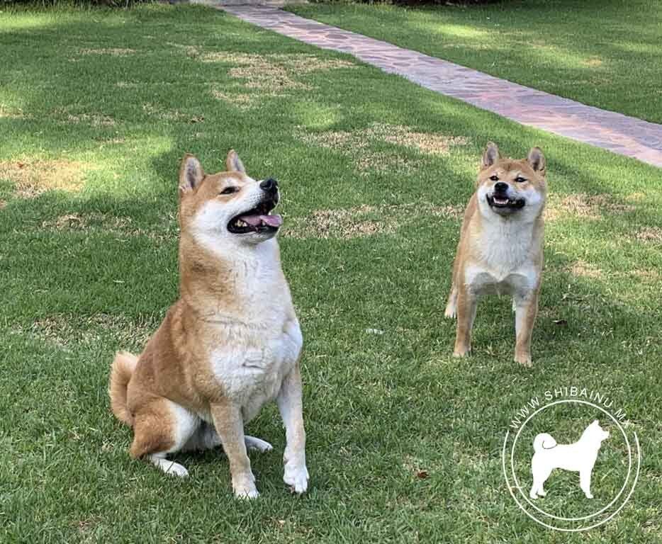 shiba inu en venta
