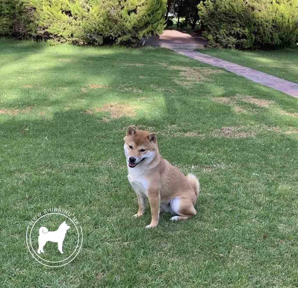 shiba inu en venta