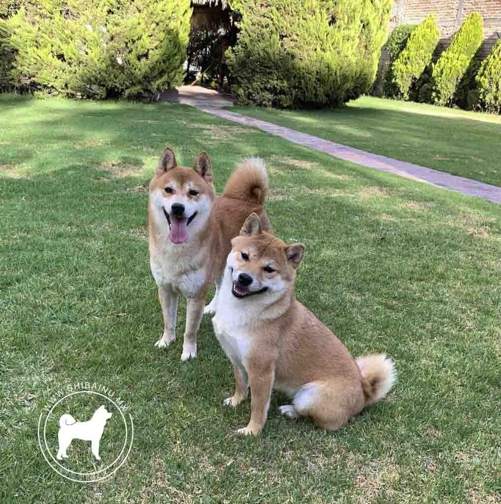 shiba inu en venta