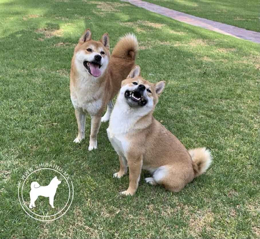 shiba inu en venta