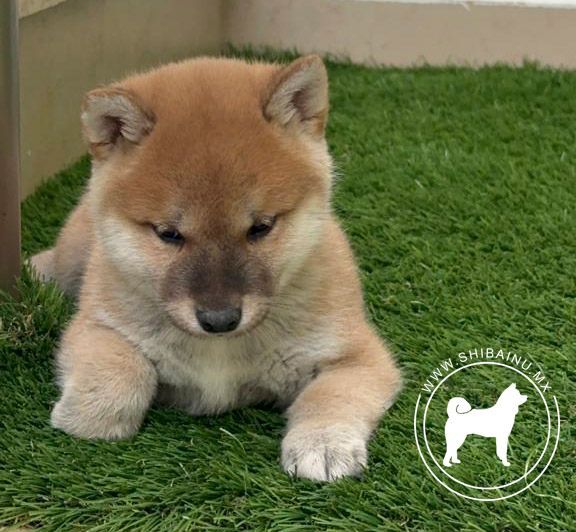 cachorro shiba inu rojo