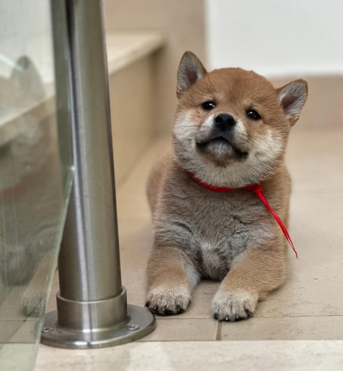 cachorro shiba inu