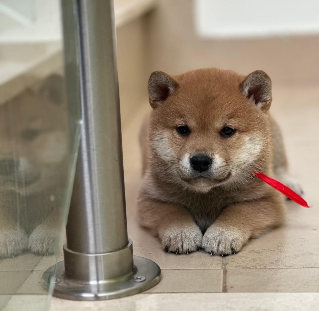 cachorro shiba inu