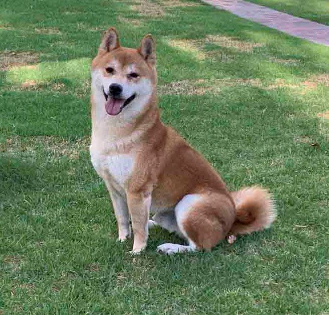 cachorra shiba inu venta