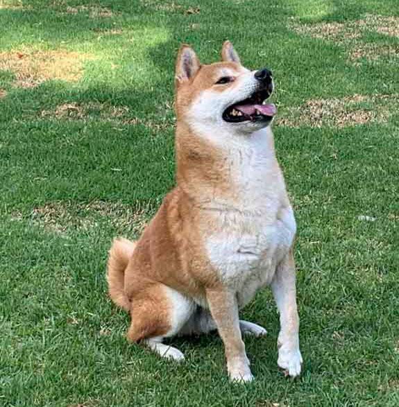 cachorra shiba inu venta
