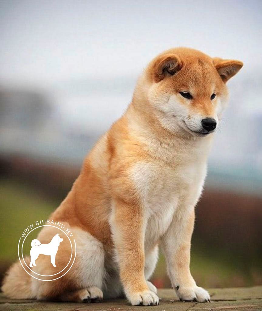 shiba inu en venta