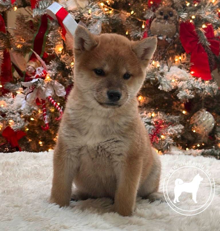 cachorro shiba inu 